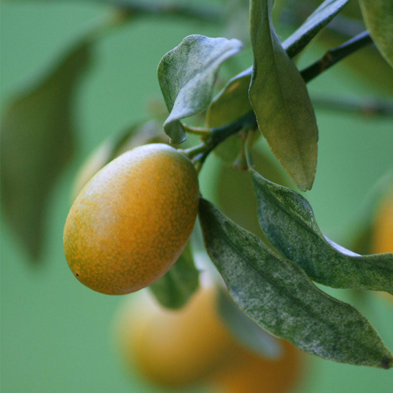 PREMIUM SAUDI BLEND | MEDIUM ROAST