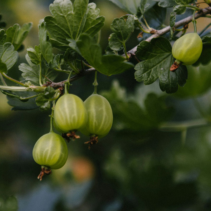 VIENNA BLEND I VIE 2 SPRING